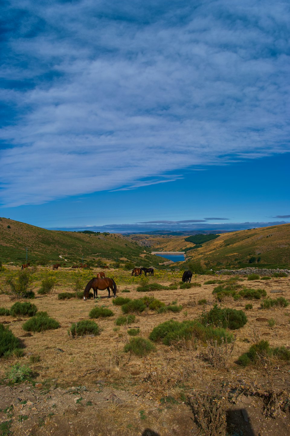Horses graze in a vast landscape of hills and dry vegetation.